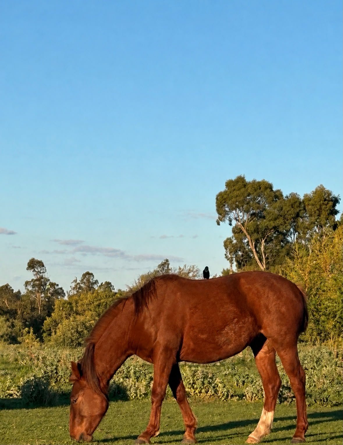 Caballo alazán pastando, con eucaliptos al fondo.